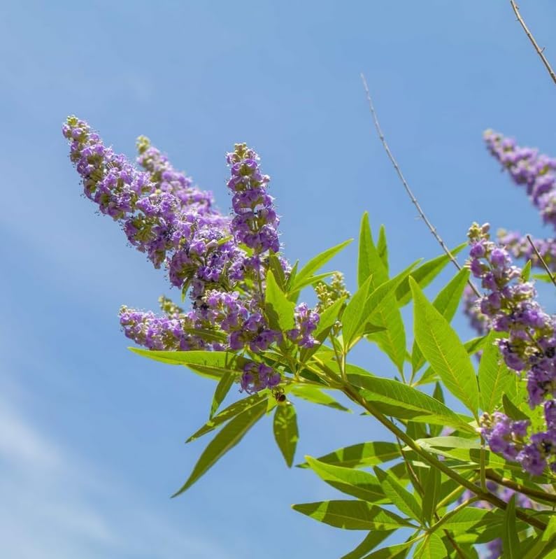 5 Vitex Chaste Trees (Chasteberry Shrubs) - 6-12" Tall Live Plants - Chastetree Vitex Berry Bush Seedlings - Vitex Agnus-castus - (5 Pack)