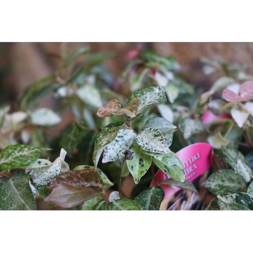 ハツユキカズラ！長さ0.2〜0.35！35ポット ハツユキカズラ！長さ0.2〜0.35！35ポット