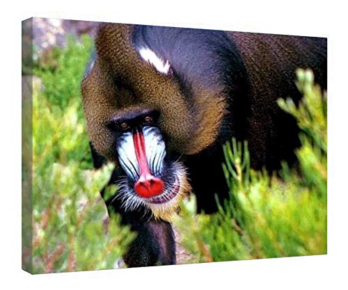 Impression sur toile Baboon mur vide resolu cadre bois pret a suspendre 40x50