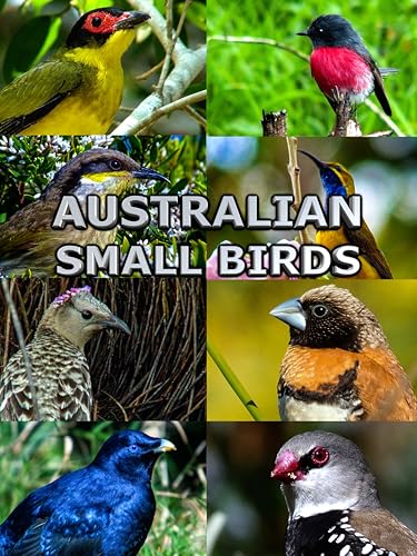 Australian Small Birds