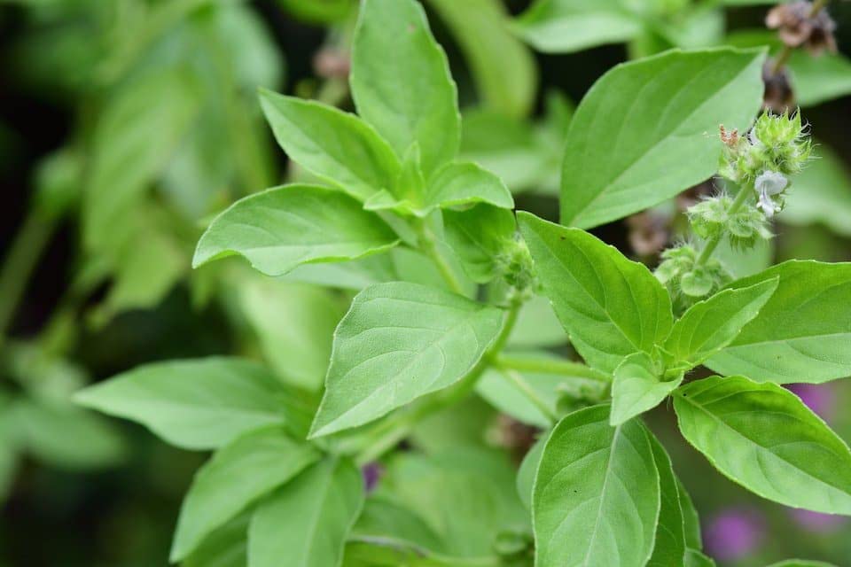 See full amazon price history chart for Gachwala Lemon Tulsi - Healthy Live Plant | Kitchen Herb | Holy Lemon Basil | Medicinal Plant | Lemon Basil Live | Garden Plant | Plant with Pot (Lemon Tulasi) Gachwala Lemon Tulsi - Healthy Live Plant | Kitchen Herb | Holy Lemon Basil | Medicinal Plant | Lemon Basil Live | Garden Plant | Plant with Pot (Lemon Tulasi) (B09R2DGL8S) Amazon Price History, Amazon Price Tracker