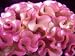 30+ Rose Colored Cockscomb / Celosia Flower Seeds