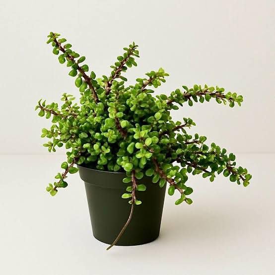 Jade "Z" Plant Live Jade Money Plant (Crassula Ovata "Minima"), Money Tree Succulent for Indoor Home Office Decor, Natural Air Purifying Good Luck Feng Shui Symbol | 1 HEALTHY LIVE PLANT IN POT-image-37