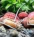 Swimming Creatures Mystery Snails Freshwater Aquarium Snails for Fish Tanks (2 Magenta & 2 Purple)