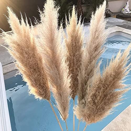 Thecookie Bulrush Natural Dried Small Pampas Grass Phragmites Artificial Plants Wedding Dried Flower Bunch for Home Decor Fake Flowers - 6pcs