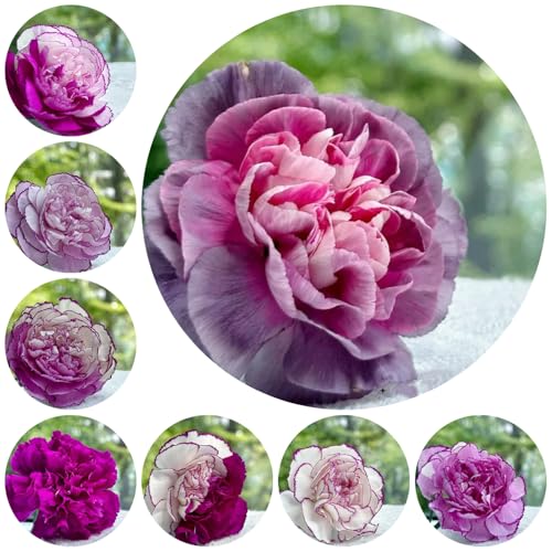 semi di fiori di garofano - vasi per piante da balcone aiuola rialzata piante da giardino resistenti fiori balcone in aiuola rialzata resistenti in vaso giardino decorazione per 500pcs