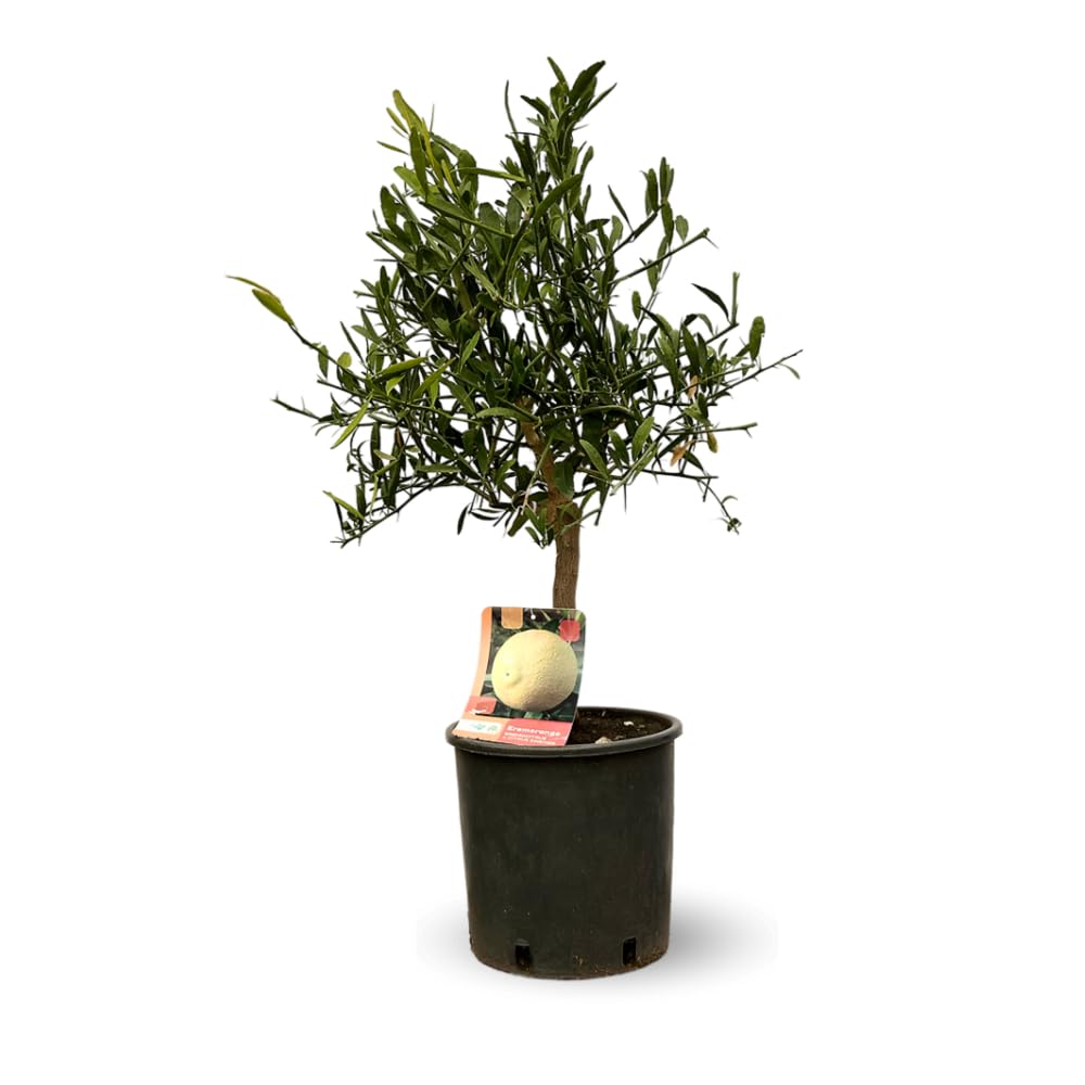 Agrume méditerranéen citrus sinensis Eremorange h75-85cm