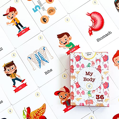 Image of Busy Bubb - My Body Parts Flash Cards | 36 Laminated Cards | Age Group: 2-4 Years | Science Educational & Fun Activity for Kids