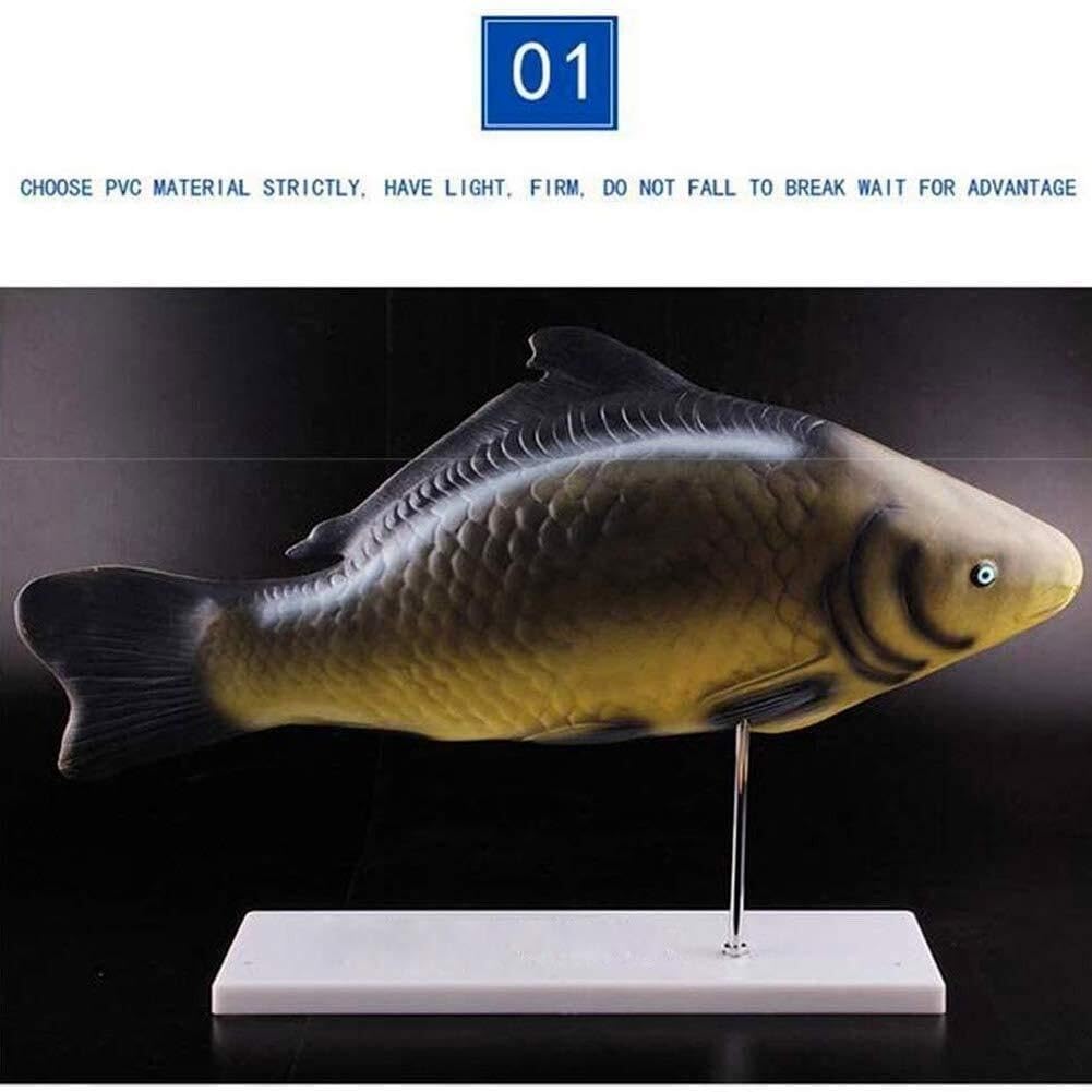 Modello anatomico di Organo di Pesce, sussidio didattico, Modello Biologico Animale, Materiale da Laboratorio in Miniatura, Strumento didattico per Lo Studio e l'insegnam