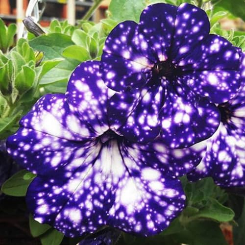 Rare Night Sky Petunia Seeds - 500+ Dwarf Wave Petunia Flower Non-GMO Heirloom Seeds for Planting Home Garden