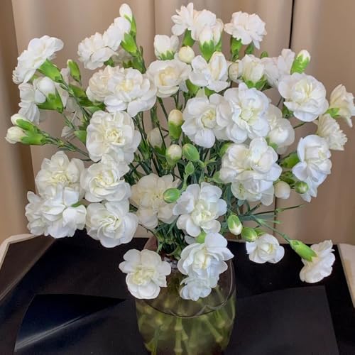 Semi di chiodi di garofano, semi di garofano dolce - semi di da appartamento da giardino roccioso resistenti 250pcs