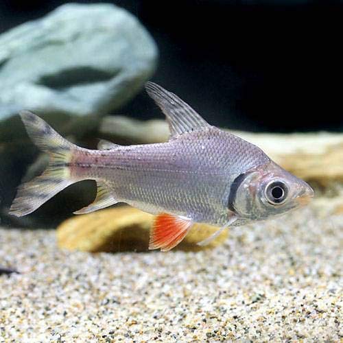 肉食魚水槽のお掃除生体5選 選定条件とおすすめのコケ掃除法 トロピカ