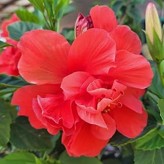 4 Rose of Sharon Plant - Red Althea | 1–2 Feet Tall Flowering Shrubs | Rose of Sharon Hibiscus Syriacus Tree Shrub for Outdoor Planting and Garden Beds