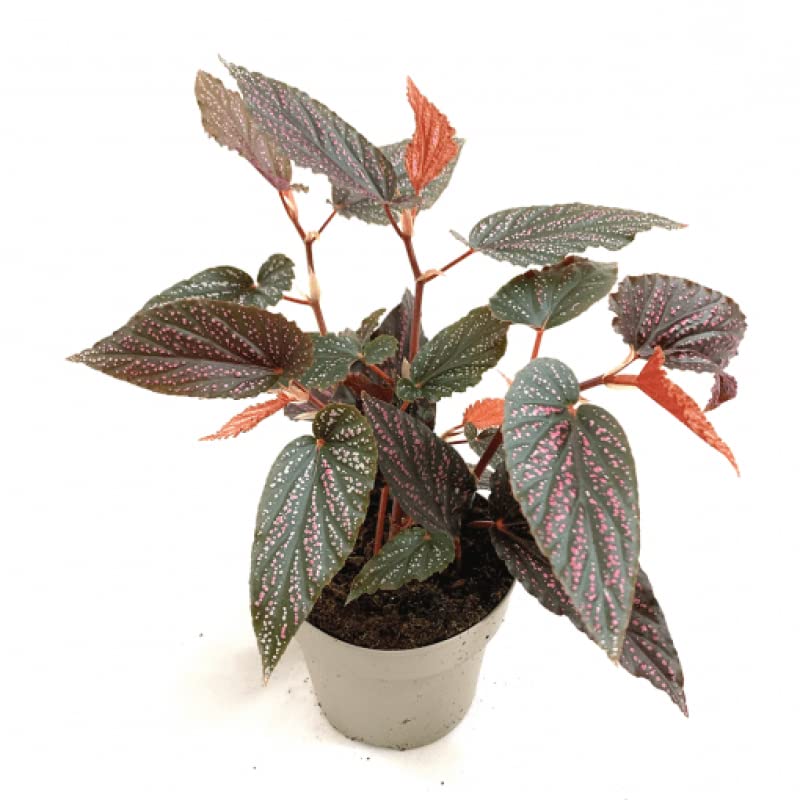 See full amazon price history chart for Mphmi Live Plants Begonia Angel Wing Mphmi Live Plants Begonia Angel Wing (B0B5LYQR3V) Amazon Price History, Amazon Price Tracker