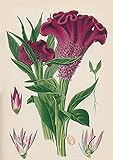 celosia cristata plumosa  Carnet ligné Celosia Cristata, dessin 19e siècle (BNF Botanique)