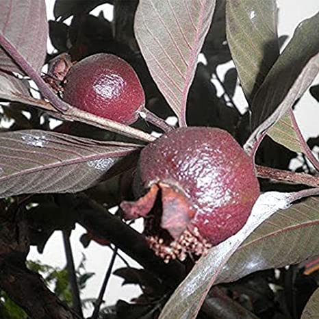 Mphmi Live Plants Outdoor Black Guava, Amrud - Plant (B09TVD9FM2) Amazon Price History, Amazon Price Tracker