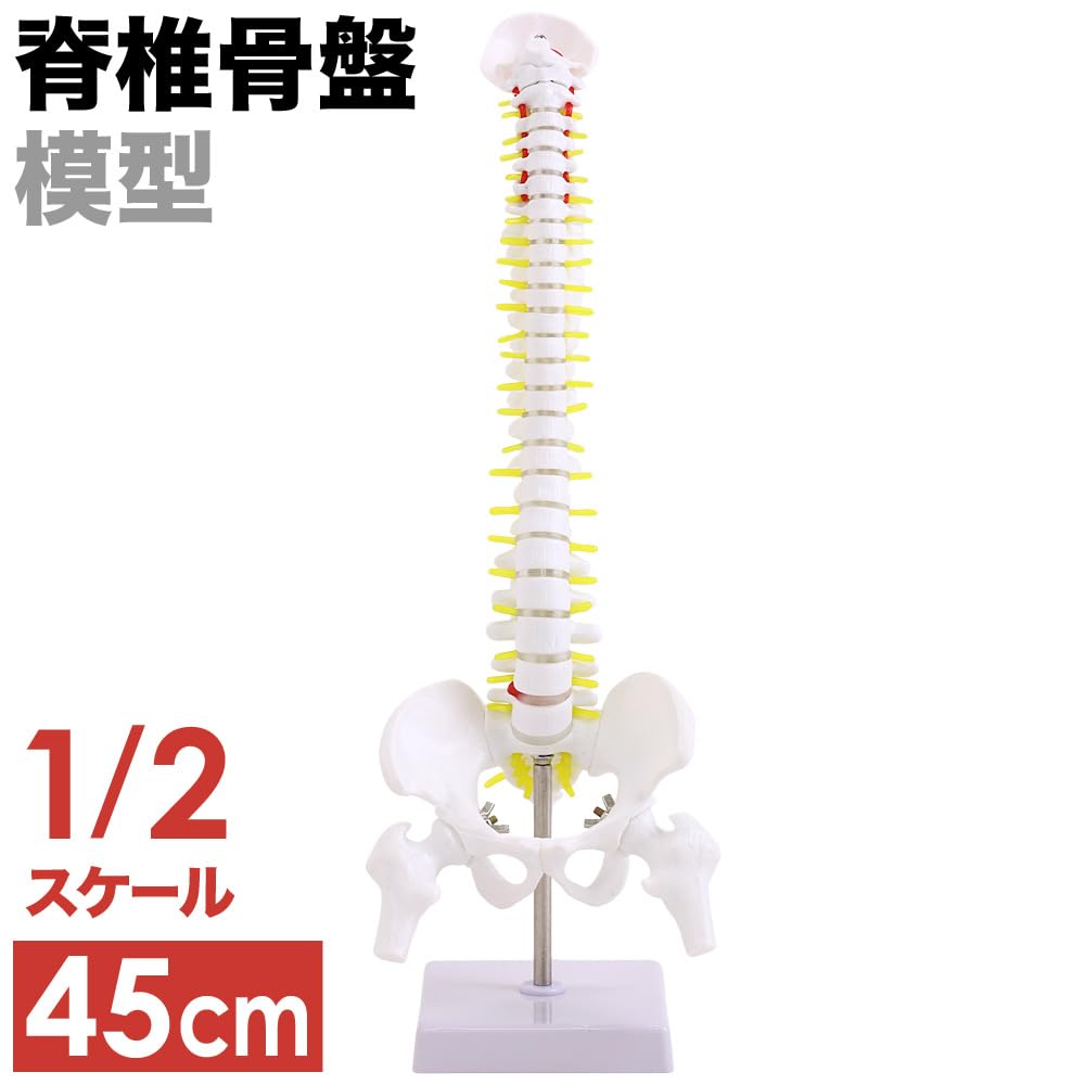 Amazon.co.jp: UP STORE 脊髄骨盤模型 【 1/2サイズ 45cm