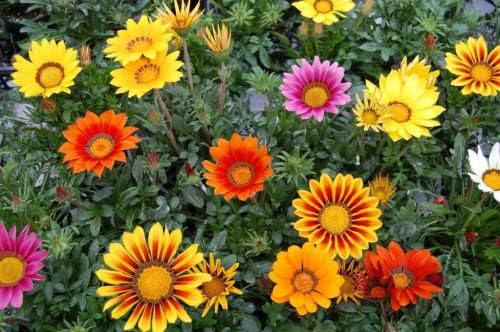 Miniatura 3 de 30 Kontiki STARS & STRIPES GAZANIA Ringens Treasure Flower Seeds