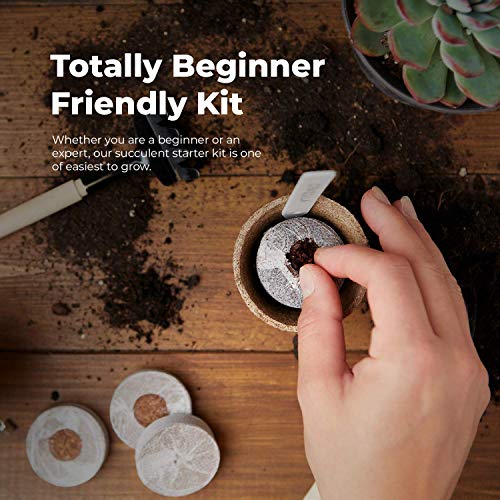 Grow Your Own Succulent Kit - Easily Grow Your Own Succulent Plants Using Our All-In-One Succulent Seeds Kit. Guaranteed Germination | Beginner Friendly | Great Gift Idea #TOP4