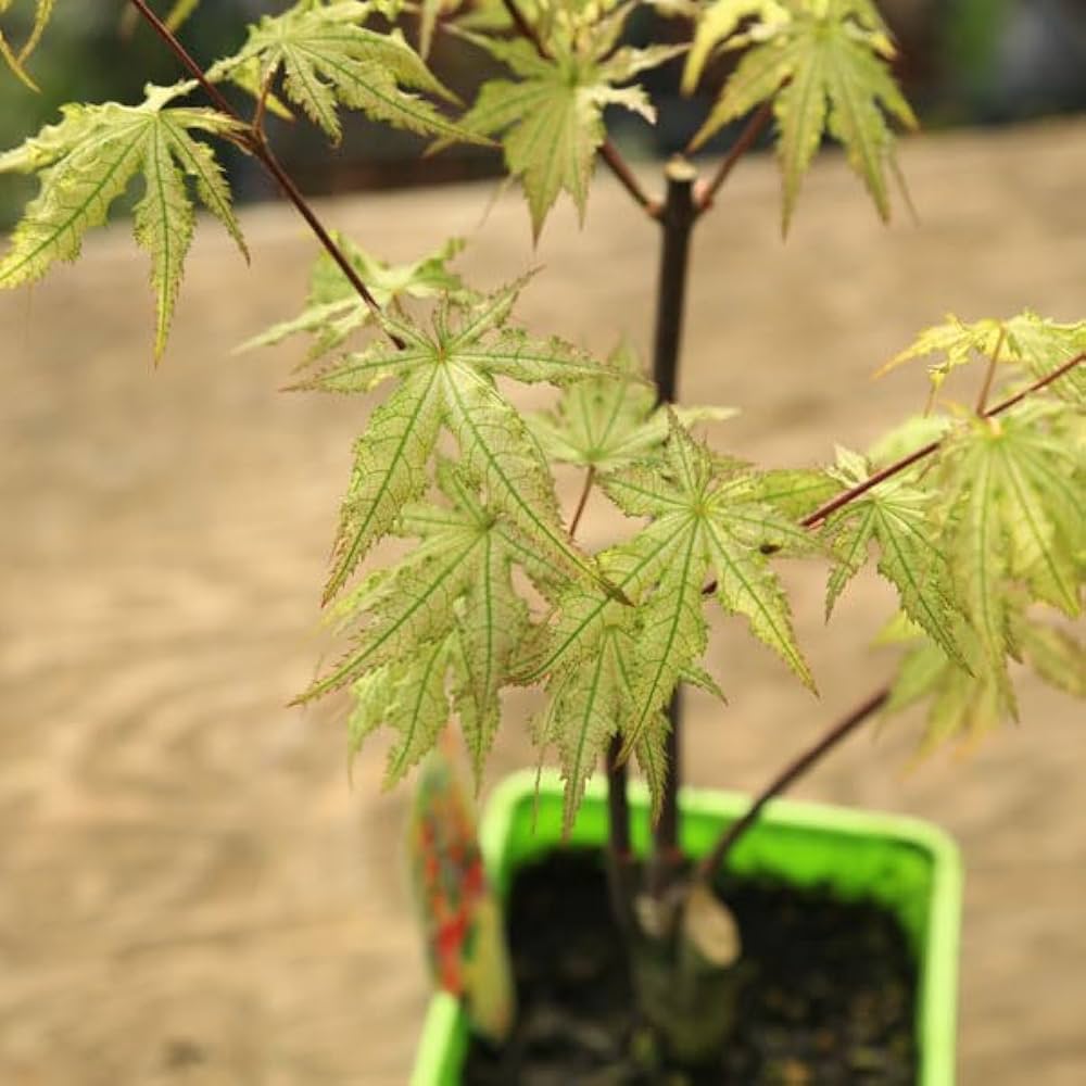 Amazon.co.jp: 庭木・植木 庭木苗：赤鴫立沢もみじ（あかしぎ