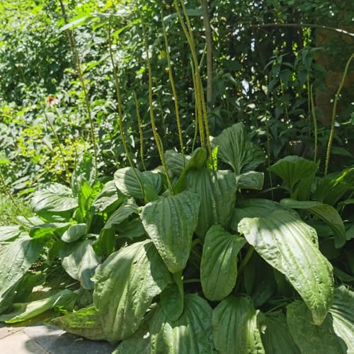 semillas de llantén menor - jardín de hierbas, exótico llantén menor semillas de hortalizas de invierno, plantas aromáticas plantas en macetas resistentes plantas vegetales, semillas 60pcs