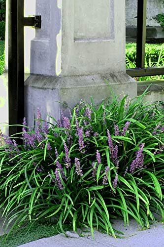 Emerald Goddess Liriope Muscari - 3 Live Plants - Drought