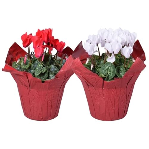 Ciclamen Plantas Naturales Pack de 2 Flores para Interior y Exterior