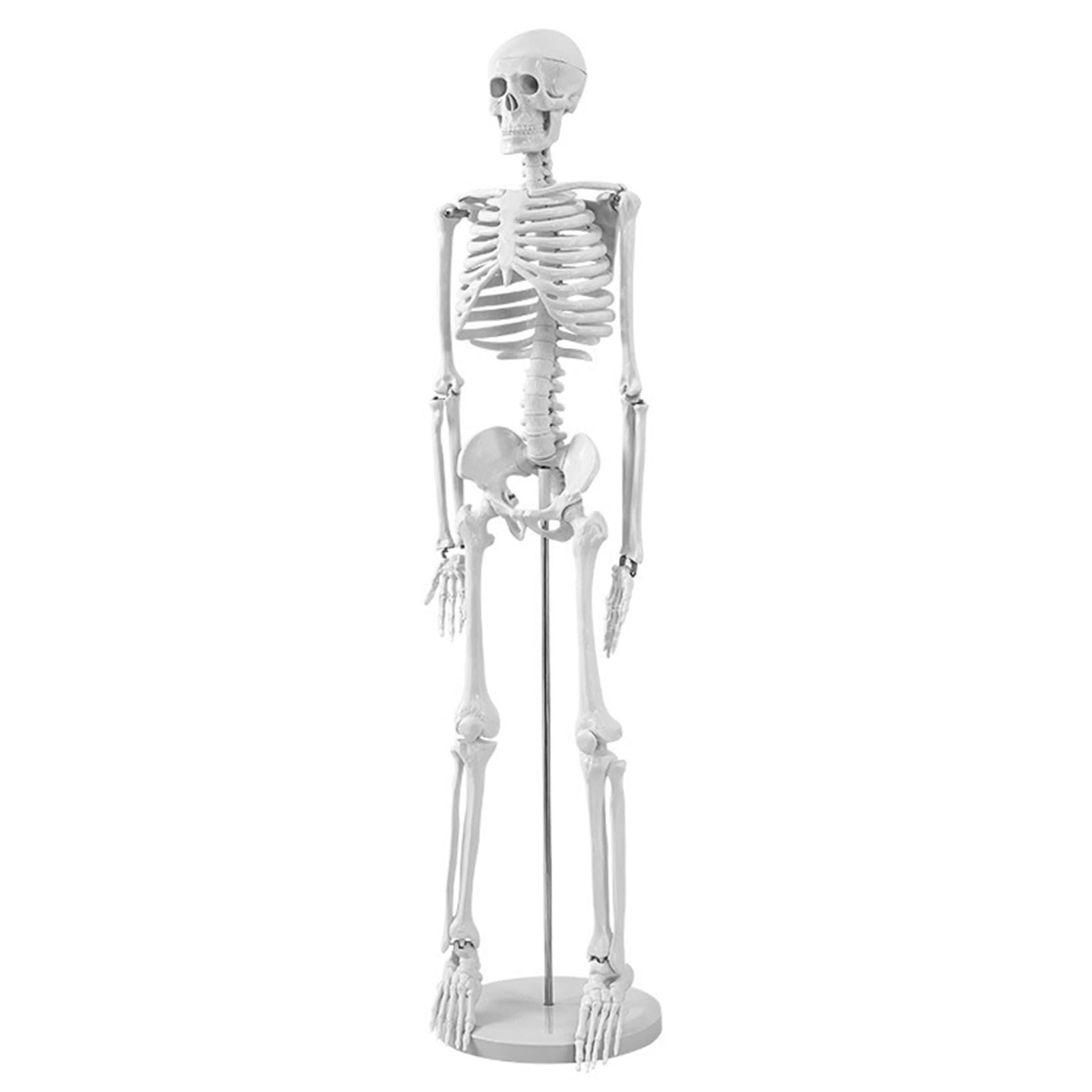 Mensch Skelett Modell für Anatomie, 85cm Ganzkörper Mensch Skelett Modell Anatomy Skeleton Menschliches Skelett mit Und Bewegliche Arme Und Beine für Medizinisches Lehren, Bildung, Lernen, Display