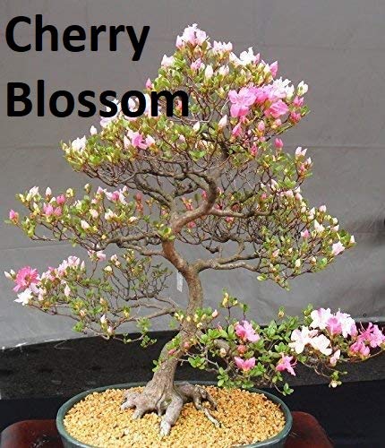money plant bonsai Money Tree  Sunshine Bonsai, Plants & Gifts