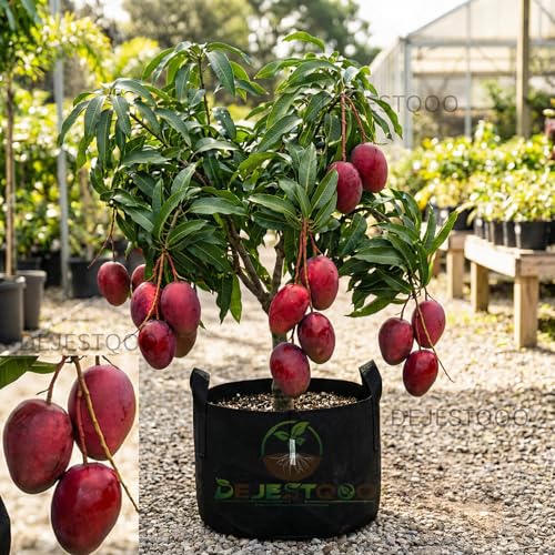 Image of World's Costliest Japanese Miyazaki Mango Plant Original Grafted (height 1.5-2.5 Feet) Mango Plant Hybrid Type Taiyo No Tamago Eggs Of Sun Exotic Tree For Your Garden