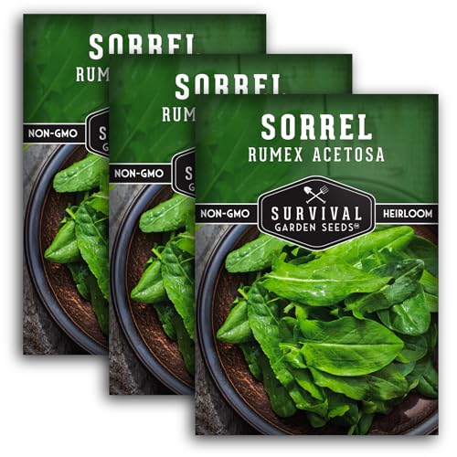 Sorrel Seeds for Planting - Large Leaf Garden Sorrel - Cool Weather Perennial Vegetable for Edible Leafy Greens - Heirloom Non GMO - Survival Garden Seeds (3 Packs)