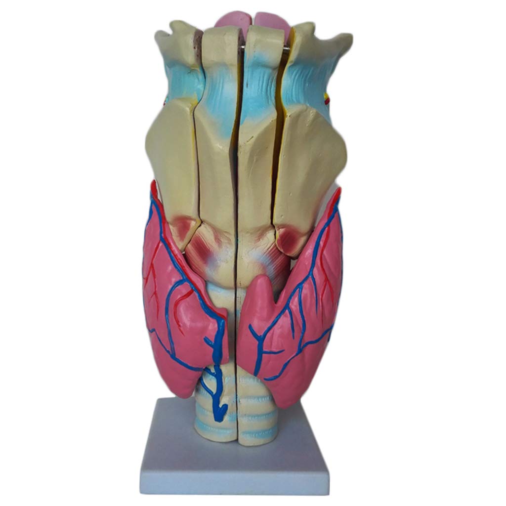 sjdoPulse Human Organ Anatomical Model - Professional Magnified Human Larynx Joint Simulation Model Pvc Medical Anatomy Teaching Model -For Medical Educational Training Aid