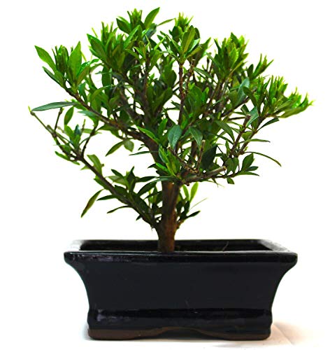 Azalea Flowering Bonsai Tree - Supplied in a Rectangular Ceramic Pot