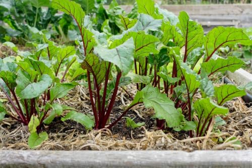 Image of Beetroot (Chukandar) Vegetable Seeds - Pack of 100 High-Germination Seeds for Vibrant, Nutrient-Rich Beets - Ideal for Home Gardens and Vegetable Plots