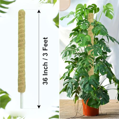 Image of Casa De Amor Coir Stick | Natural Coco Pole Support for Climbing Indoor & Outdoor Plants | Strong Pole for Money Plant, Monstera, Pothos Growth (3 Feet, Set of 4)