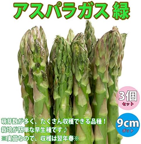 新しいブランド アスパラガスの苗 その他 Getvolt Dk