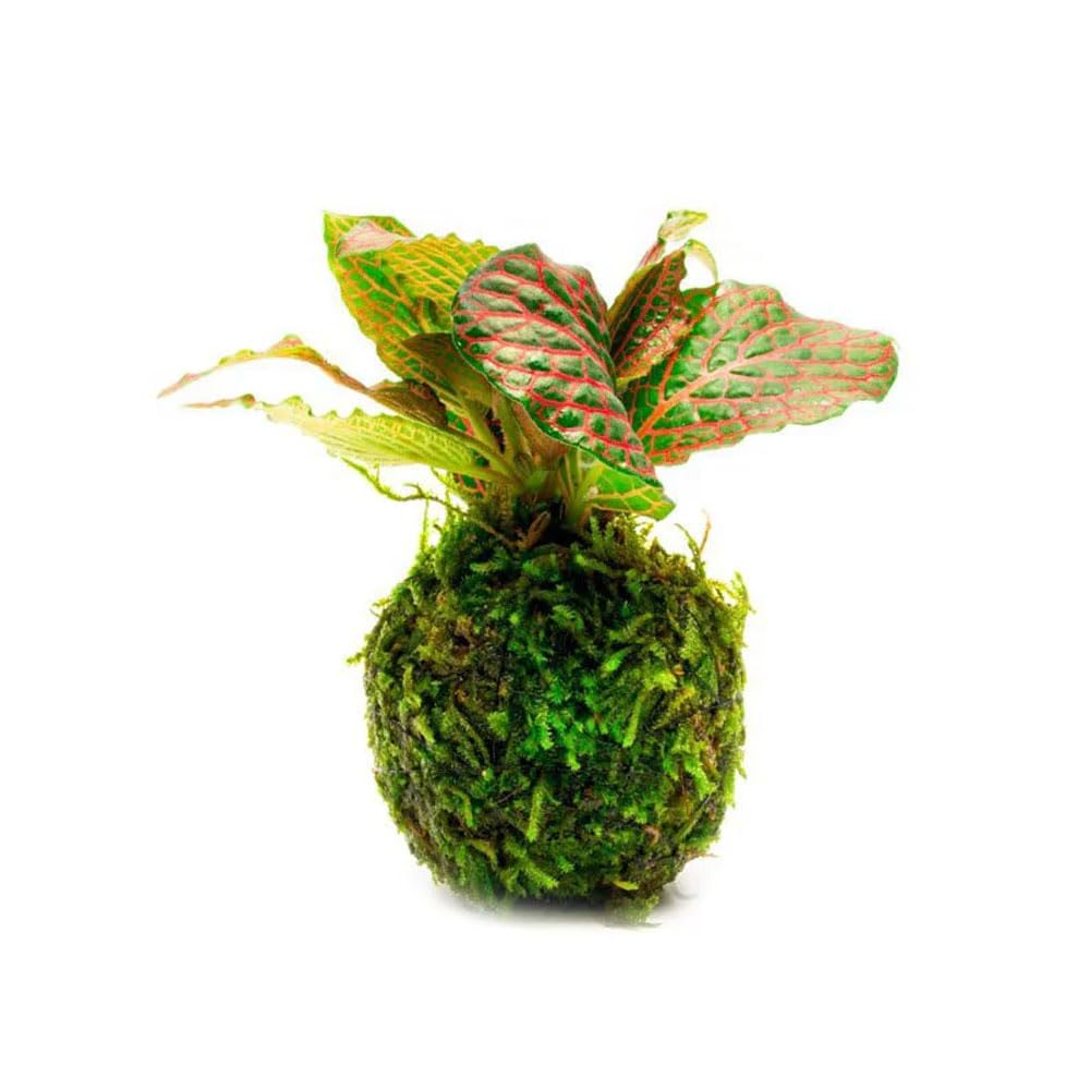 SubstrateSource Live Nerve Plant
