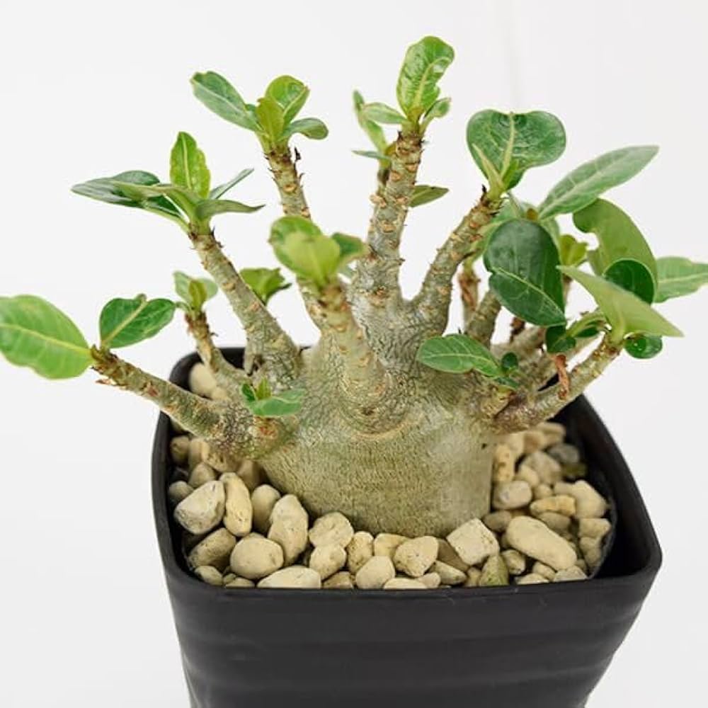 アデニウムアラビカム 'ゴッチ'① 塊根 多肉植物 コーデックス サボテン 特大】アデニウム アラビカム 塊根 コーデックス サボテン 多肉植物