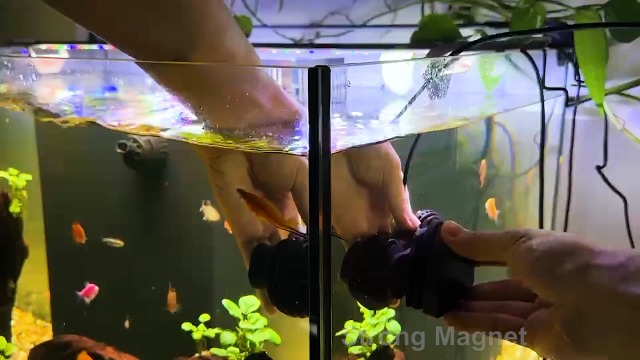 ト*ト様 【世界限定60台】Fish Ciurcuits Exploration ト*ト様 【世界限定60台】Fish Ciurcuits Exploration