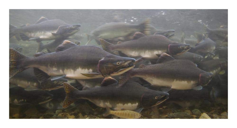 Artworks Italia Pink Salmon swimming during migration, Indian River, Sitka, Alaska-Paper Art-26"x14"