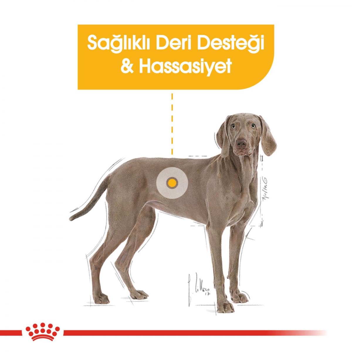 Royal Canin - Croquettes Maxi Adulte Dermacomfort - Sac De 12 Kg