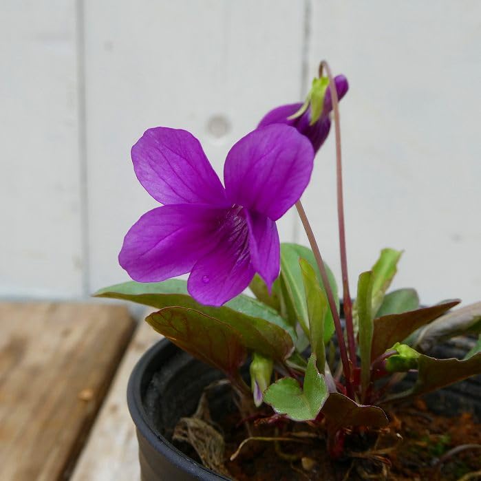 Amazon.co.jp: すみれ 苗 紅むらさき 2.5号 日本すみれ スミレ 花苗 山