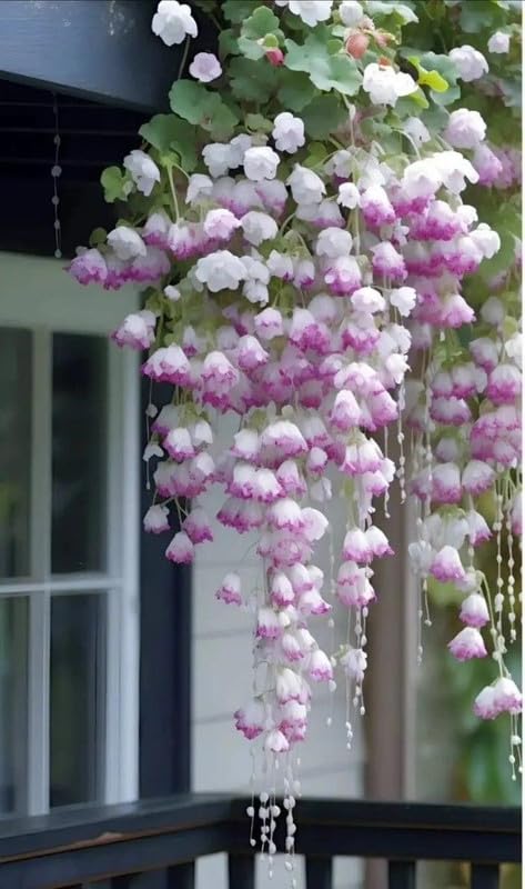 RADHA KRISHNA AGRICULTURE® Weeping begonia flowers bulbs | lite purple flowers bulbs | Pack of 5 Bulbs (B0CQ6H4WNP) Amazon Price History, Amazon Price Tracker
