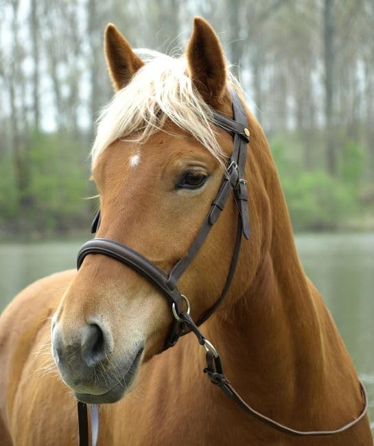 Gebisslose Zäumung für Pferde – Bittless Bridle und Sidepull in einem – Weich gepolstert mit breitem Nasen-, Stirn- und Genickstück – ideal für Western, Englisch und Wanderreiten – schwarz