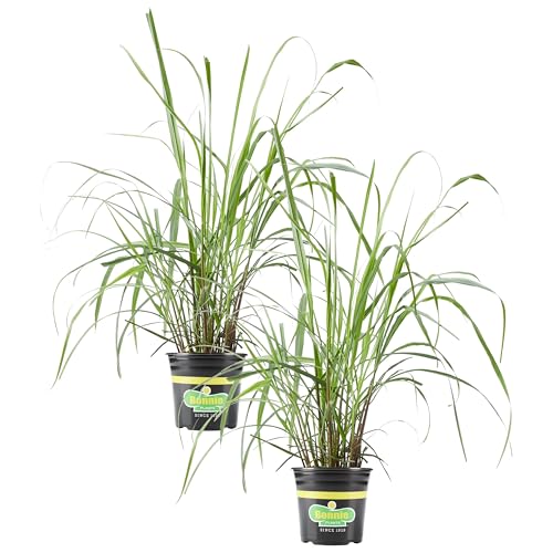 Bonnie Plants Lemongrass Live Herb Plants 1 Gal. 2 Pack Aromatic Grass-Like Leaves Ideal for Containers Herb and Flower Gardens