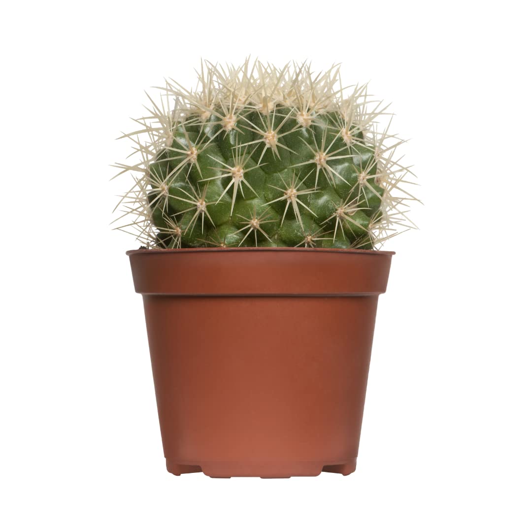 See full amazon price history chart for MVM e-comerce Echinofossulocactus phyllacanthus Cactus Live Plant(Brain Cactus) MVM e-comerce Echinofossulocactus phyllacanthus Cactus Live Plant(Brain Cactus) (B08HK8CDPW) Amazon Price History, Amazon Price Tracker