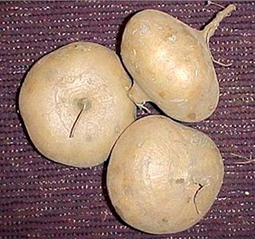Jicama Seeds - Mexican Potato - Sweet Turnip - A Delicate Sweetness And Crunch(50 - Seeds) #TOP3