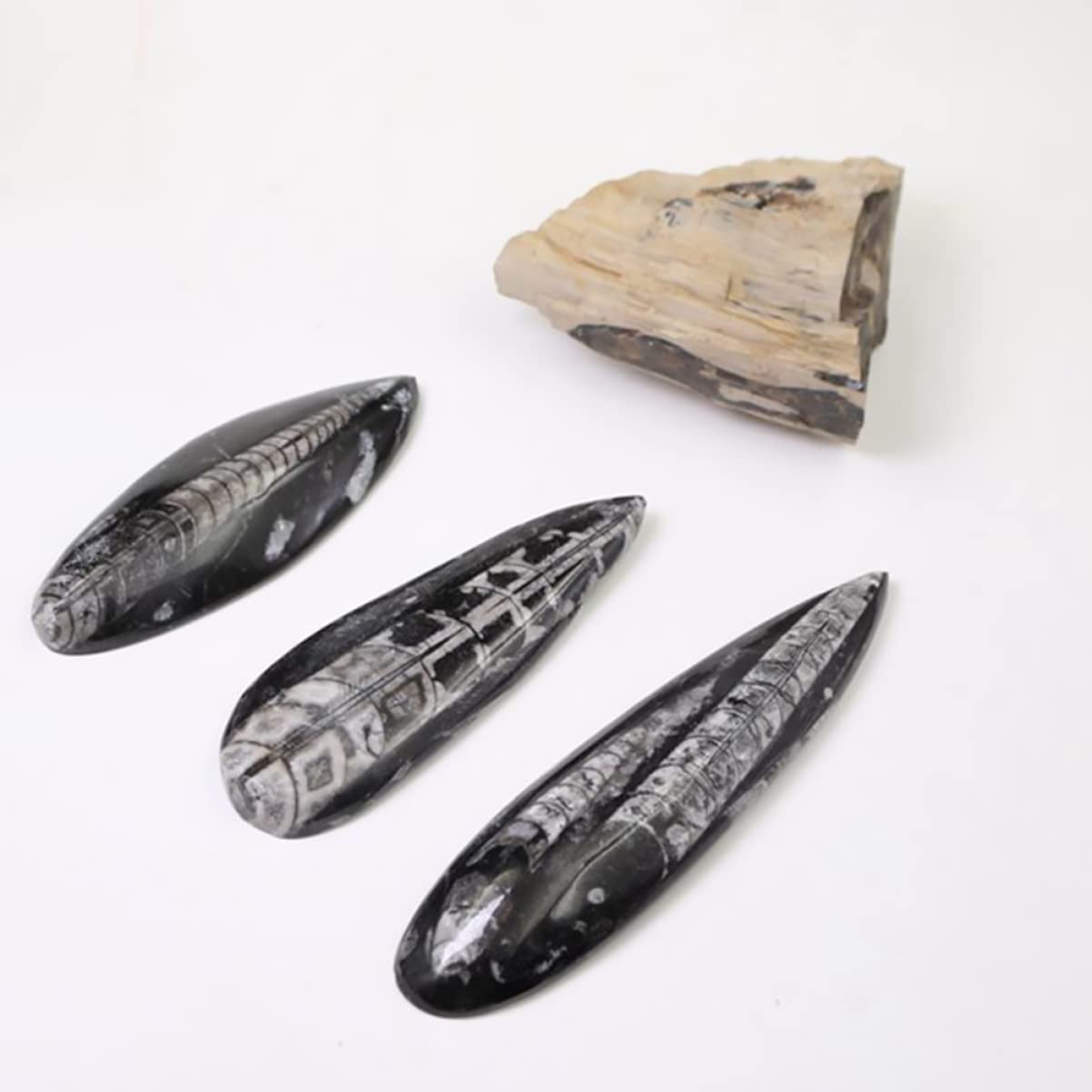 BESPORTBLE Muestra Fósil Orthoceras Decoración Educativa Para Niños Tamaño Grande Natural Enseñanza Paleontología Adorno De Mesa
