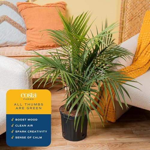 Image of Costa Farms Majesty Palm Live Plant, Large Tropical Floor Plant, 3-4 Feet Tall, Pet-Friendly Indoor Houseplant, Easy Care, Air Purifying, Living Room or Office Decor, Housewarming Gift