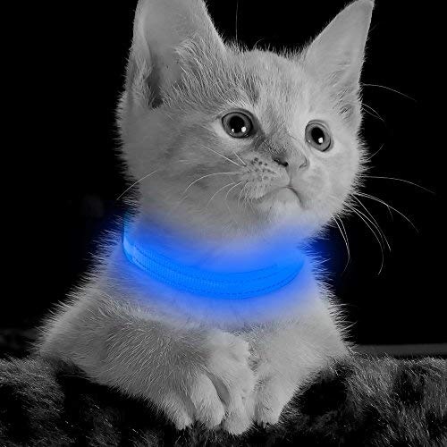 Collier lumineux pour chien pour promener la nuit en toute sérénité